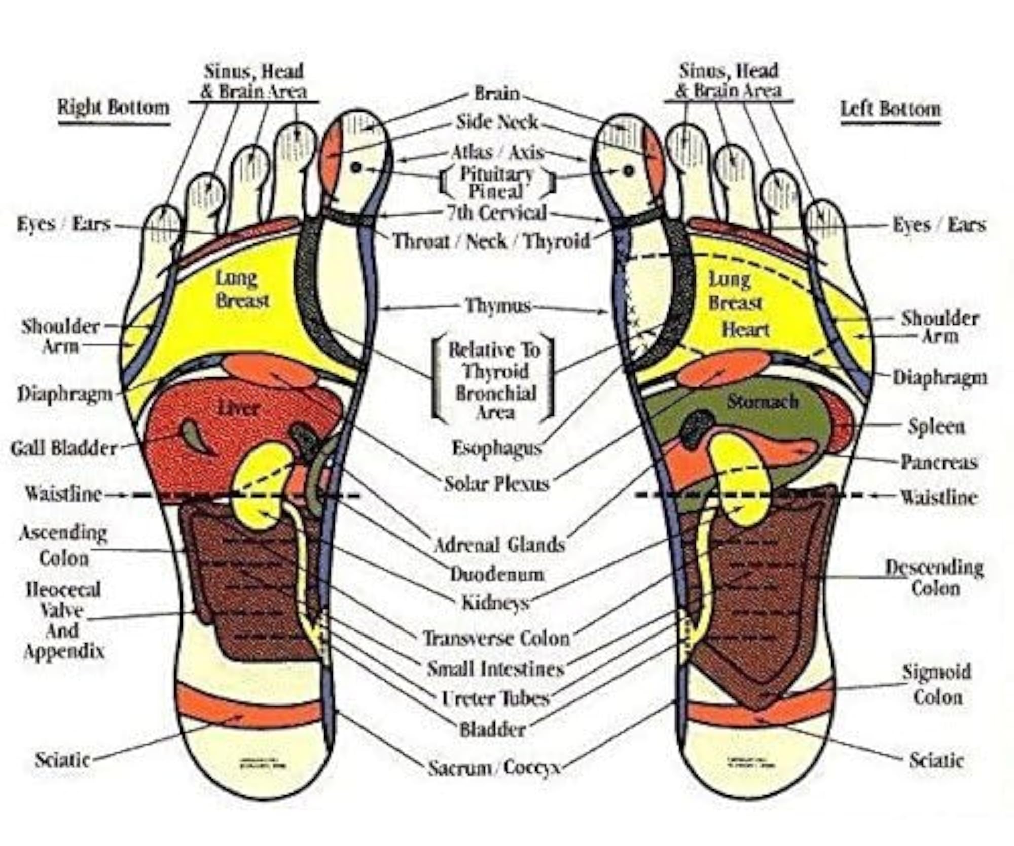 AcuPhysio Cure18 Acupressure Shoe Sole Insert for Height Growth